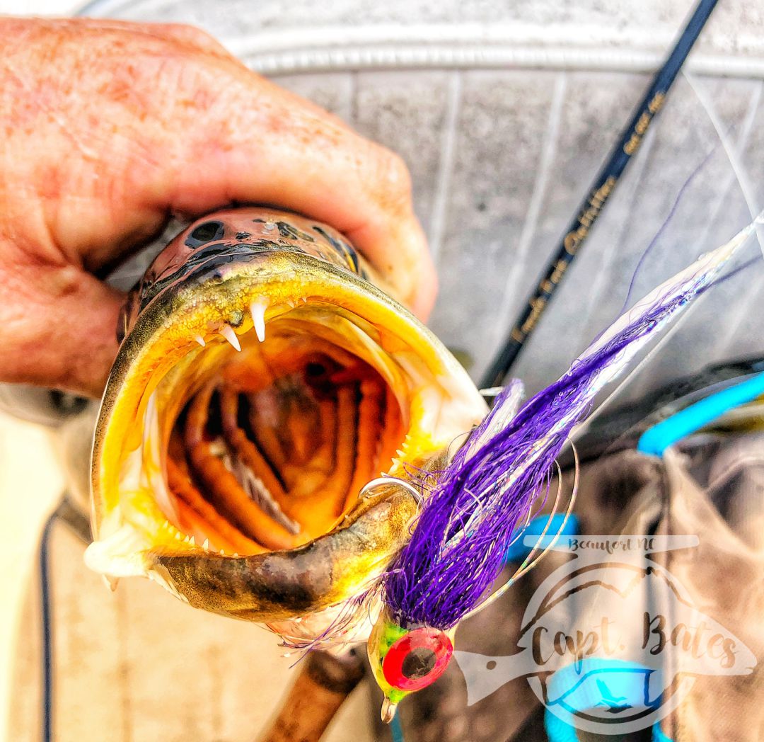 Big speckled trout on fly isn’t always easy, but persistence definitely pays off in this game! And as cliche as it is, if you listen to what fish are telling you, you will be better off. We were fishing a little slower retrieve with no eats, when one of us started stripping fast to get a line in and Wham! Got slammed, we started working the fly faster and found what they wanted. Great day with a great dude.