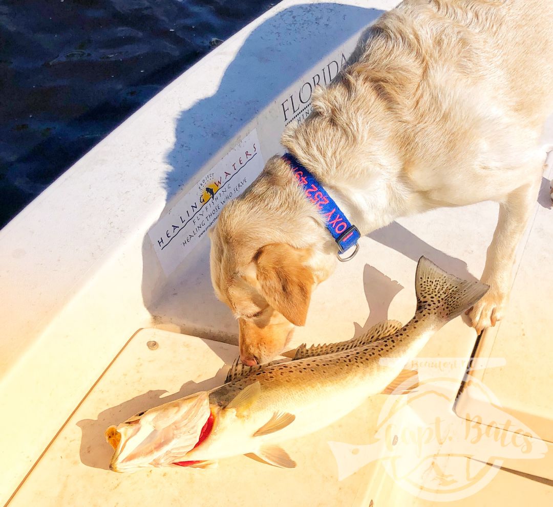 Solo scouting trip paid off with some big speckled trout, well not solo, had my 4 legged mate Roxy along. She might love trout fishing as much as I do! 

Little warmer and cloudy early made throwing topwater feel right, working the bait a little slower and it worked! Many fish over 21”!