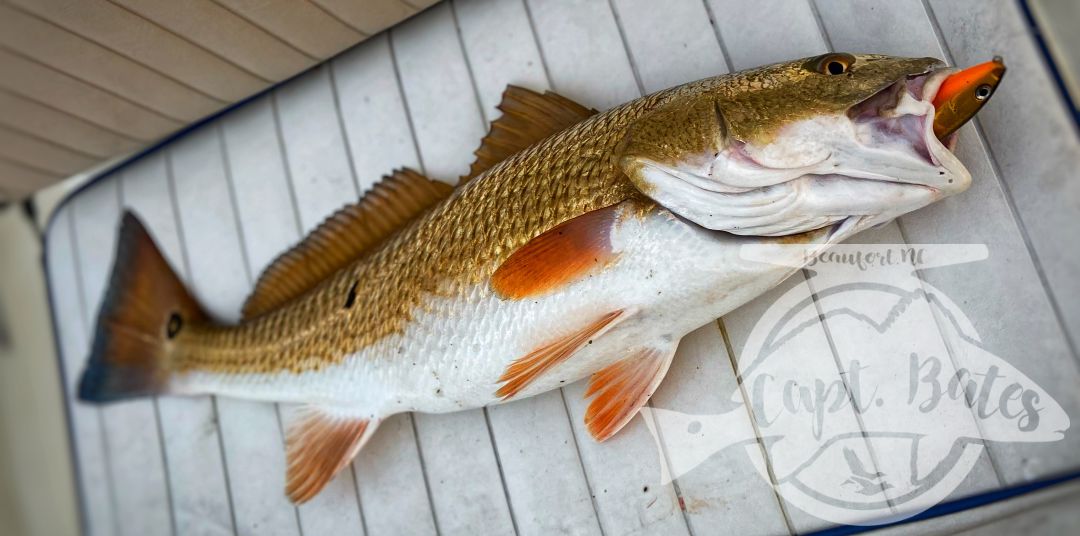 I don’t fish much by myself any more, but I got to today so I Checked out some areas I haven’t been to for a long time and some I’ve never fished. It’s easy to get in a grind and forget what we love about fishing, today was a great refresher for me. I love to learn and explore, oh and catching nice slot fish isn’t to bad either!