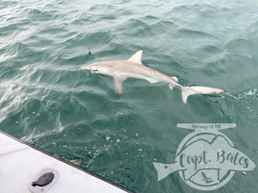 This mother and son wanted sharks and they stayed battling toothy critters all evening! A bunch nice blacktips, hammerhead, and sharp nose.