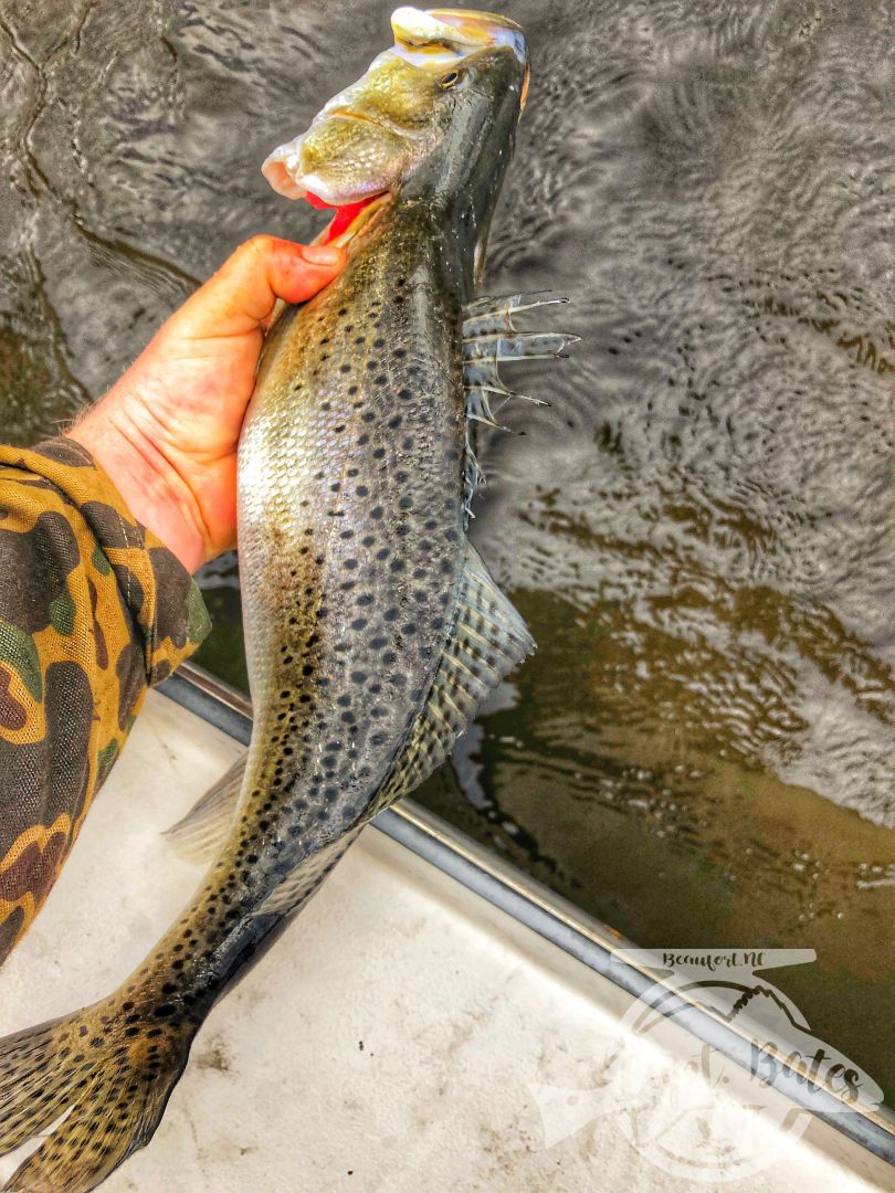 Solo scouting trip paid off with some big speckled trout, well not solo, had my 4 legged mate Roxy along. She might love trout fishing as much as I do! 

Little warmer and cloudy early made throwing topwater feel right, working the bait a little slower and it worked! Many fish over 21”!