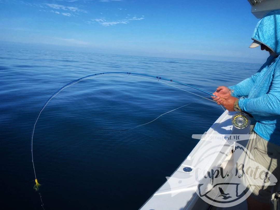 What a gorgeous October day on the ocean! Beautiful weather and my guys this morning gave me free rein so we had take advantage of the day and go #seewhatsoutthere Only had a 3/4 day cause these guys had to get home tonight so we couldn’t do anything super crazy.
.
But we found some kings fairly early, spent a little time trying to get a fly eat before moving on to finding the perfect fly size jacks! Man these things are fun to watch, aggravating sometimes but devastating when they decide to crush poppers!
.
Started hunting some more working our way home looking albies when I got the text that it was on fire and only couple miles the way we were heading. Thanks Joe Shute! Dynamite albie bite to wrap up the day with 2 super dudes!
Captainbates.com
Temple Fork Outfitters