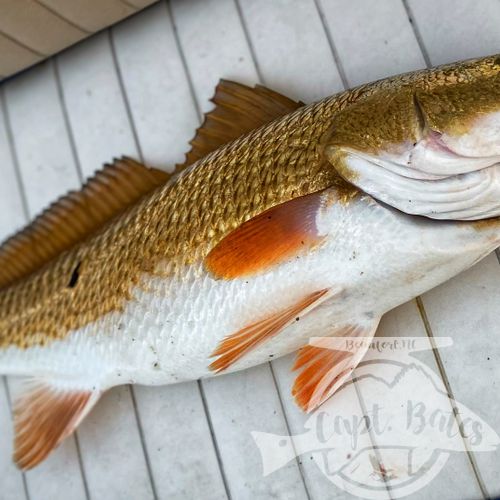 I don’t fish much by myself any more, but I got to today so I Checked out some areas I haven’t been to for a long time and some I’ve never fished. It’s easy to get in a grind and forget what we love about fishing, today was a great refresher for me. I love to learn and explore, oh and catching nice slot fish isn’t to bad either!