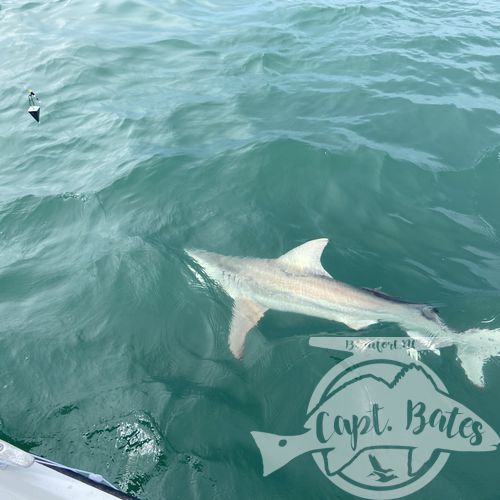 This mother and son wanted sharks and they stayed battling toothy critters all evening! A bunch nice blacktips, hammerhead, and sharp nose.