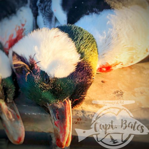 Terrible conditions in my normal hunting areas, but had some die hard hunters down to try anything, we went after some buffleheads they had lots of opportunities and came home with a handful of birds and a boat load of laughs!