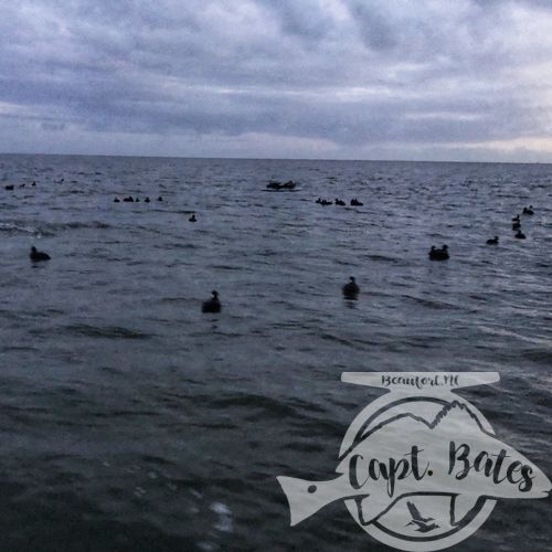 Great day with these guys, first time one of them had ever been in a layout. Conditions allowed us to get on the X, and the birds put on a show that few hunters ever get to witness with seaducks! The shear number of birds in the area was incredible!