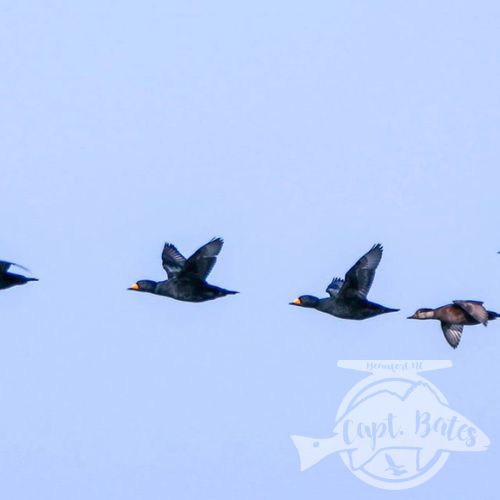 Fun morning scouting out some different birds today with some other great captains, guides day off equals we don’t hunt the same pattern we been on, we find new ones.
 
We found what we needed and had a blast! Had to spray the boat out from all 