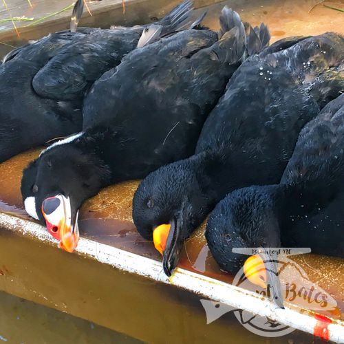 Pretty limit of drakes