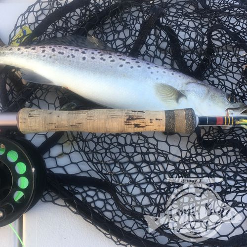 Fat winter speck on the fly rod!