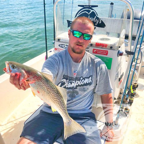 Pretty gray trout vertical jigging