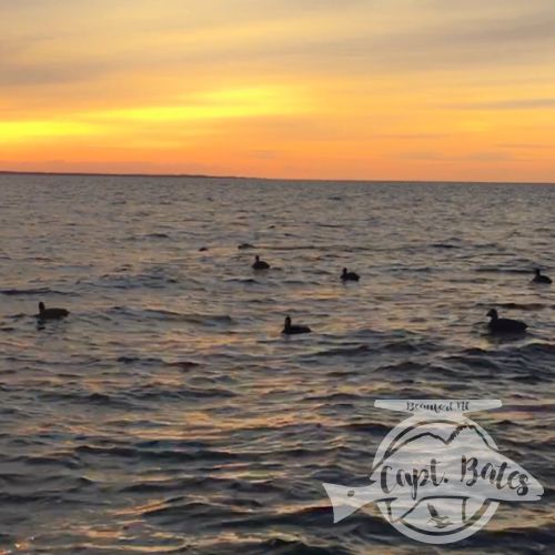 Open water sunrises, cool northerly winds, decoying sea ducks, and lots of laughs with friends, it’s almost crunch time!

I got two days left open in November, and just a few in December. Up to 8 person trips no problem! Layouts, open water blind, and scissor rig hunting.

Captainbates.com