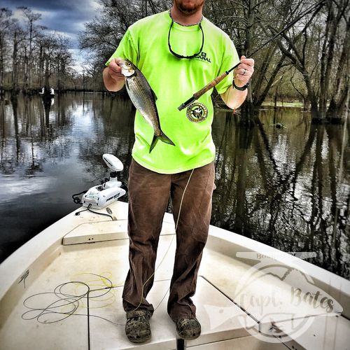 Brandon with his first ever fish on the fly, hickory shad can make for huge number days and their acrobatics will have everyone laughing