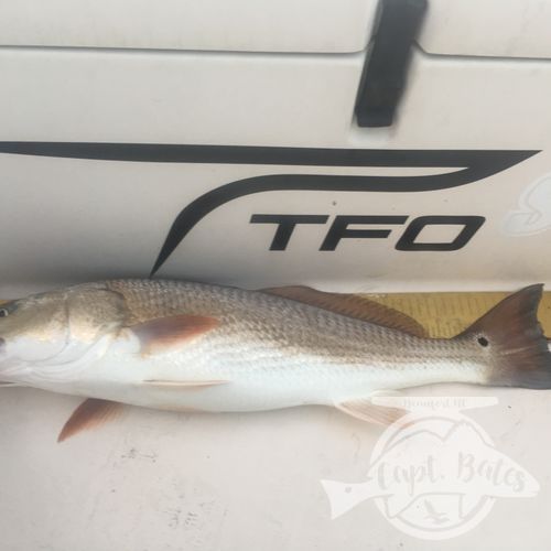 Summer time topwater redfish inshore!