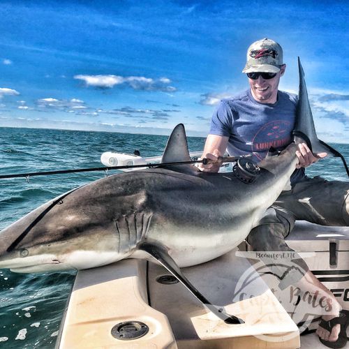 Owen sight casted to this huge 7’ spinner shark on a TFO 10wt!! 