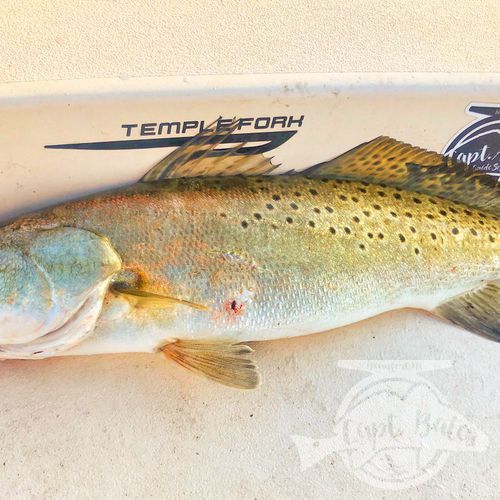 Fat 22” topwater speckled trout!
