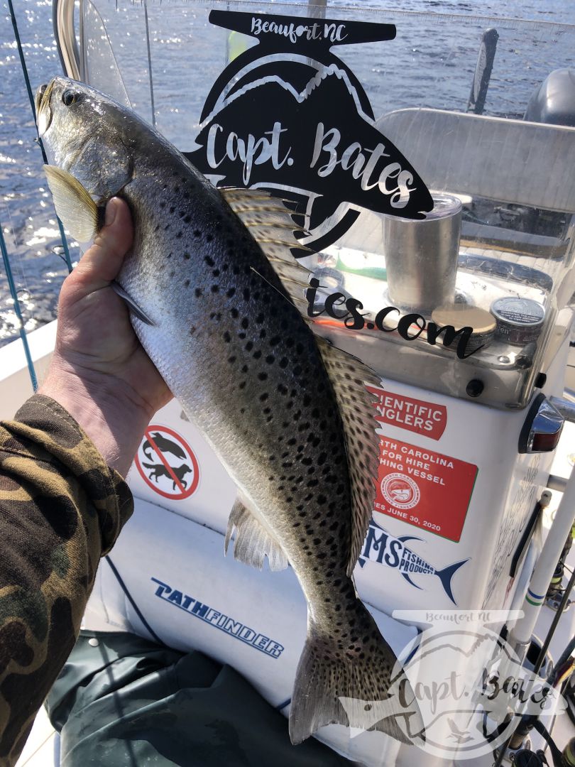 Solo scouting trip paid off with some big speckled trout, well not solo, had my 4 legged mate Roxy along. She might love trout fishing as much as I do! 

Little warmer and cloudy early made throwing topwater feel right, working the bait a little slower and it worked! Many fish over 21”!