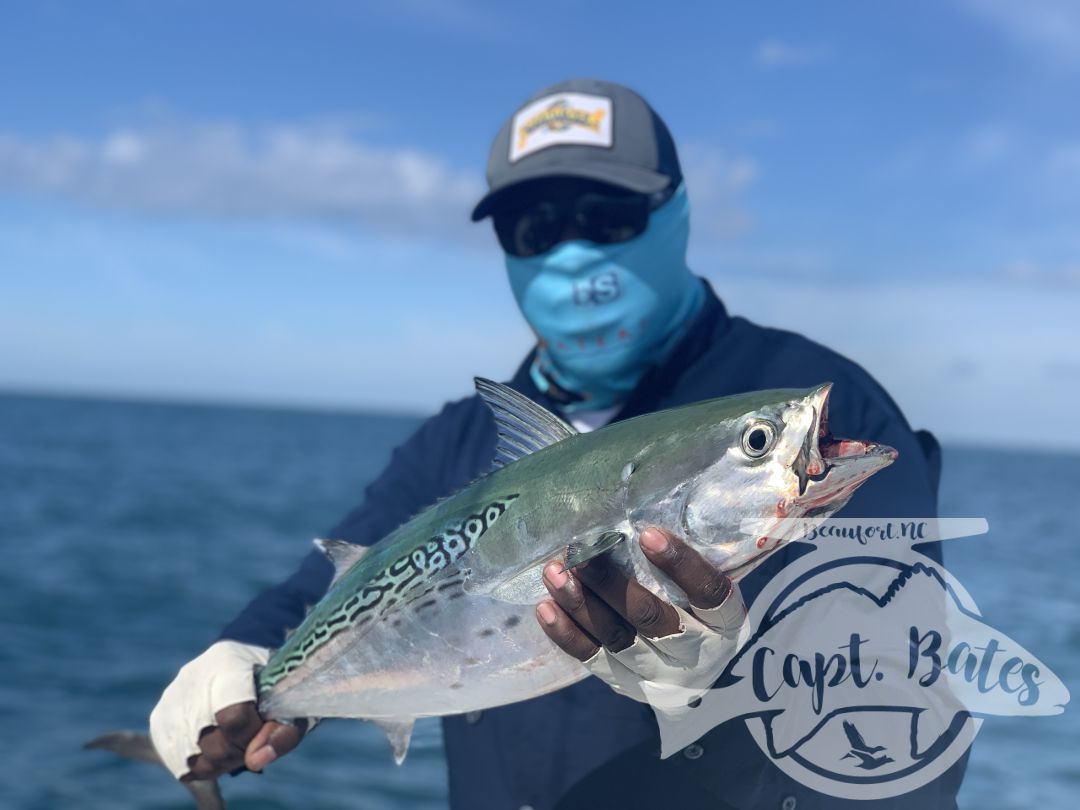 Nick and Greg got to see some of the best action we’ve had albie fishing around Cape Lookout all year! 

Fish were on baitballs and eating well! 

Nick caught his first albies ever! And Greg got his first ones ever on the fly rod!

I love seeing the excitement anglers show when they witness the mayhem this fish create when they are feeding good! This fishing never gets old to me and still get wound up seeing guys connect!