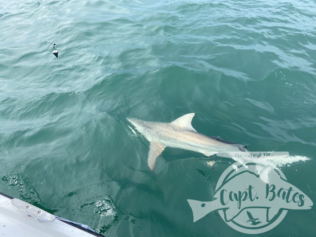 This mother and son wanted sharks and they stayed battling toothy critters all evening! A bunch nice blacktips, hammerhead, and sharp nose.