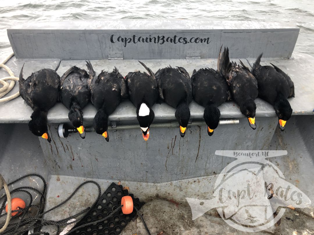 We ran 3 boats to take care of a big corporate group, lots of laughs, birds, and shooting for these boys from Charlotte and Arkansas. A few of them are long time duck hunters but first time ever seaduck hunting and getting in the layouts they had a blast for the two days they were here! They got some trophy birds to put on the wall, that not many guys from the middle of the country ever get a chance to hunt for.