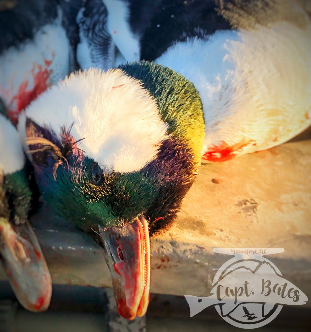 Terrible conditions in my normal hunting areas, but had some die hard hunters down to try anything, we went after some buffleheads they had lots of opportunities and came home with a handful of birds and a boat load of laughs!