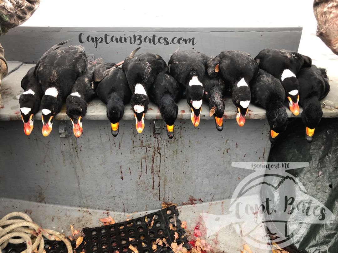 Ended the last two days of the split with some awesome shooting and some trophy birds for wall! Good company and good shooters!

The Skunkheads are here!!

I have some availability for the sea duck season, give me a call to discuss options. It can be very weather dependent, but can be a great time to get your trophy scoters! 252-497-6981. Captainbates.com
Core Sound Layout Boats Southern Flyway Outfitters