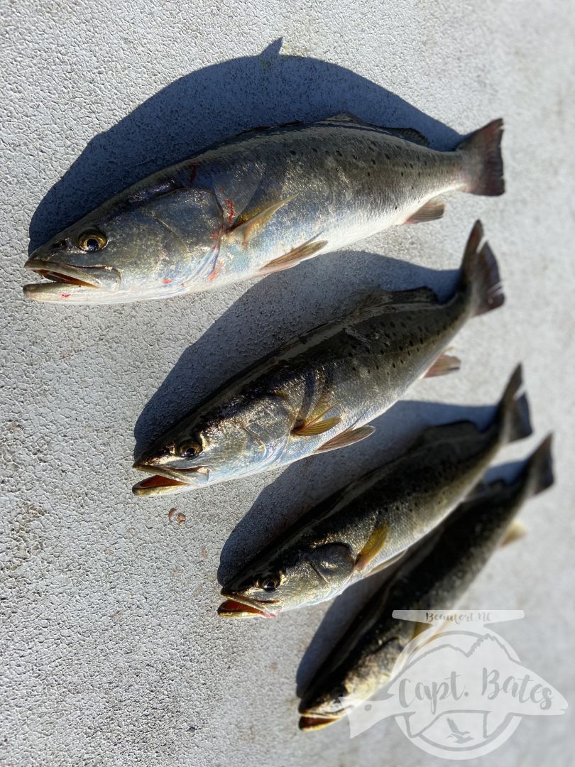 Enjoyed some really good move speckled trout fishing with some great people, before duck season kicked off! If this is a sign of what Feb-April trout fishing is going to be like it’s going to be awesome!