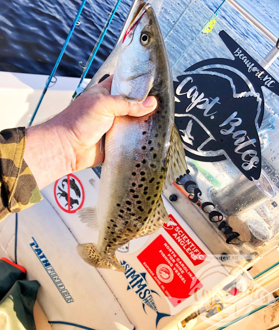 Solo scouting trip paid off with some big speckled trout, well not solo, had my 4 legged mate Roxy along. She might love trout fishing as much as I do! 

Little warmer and cloudy early made throwing topwater feel right, working the bait a little slower and it worked! Many fish over 21”!