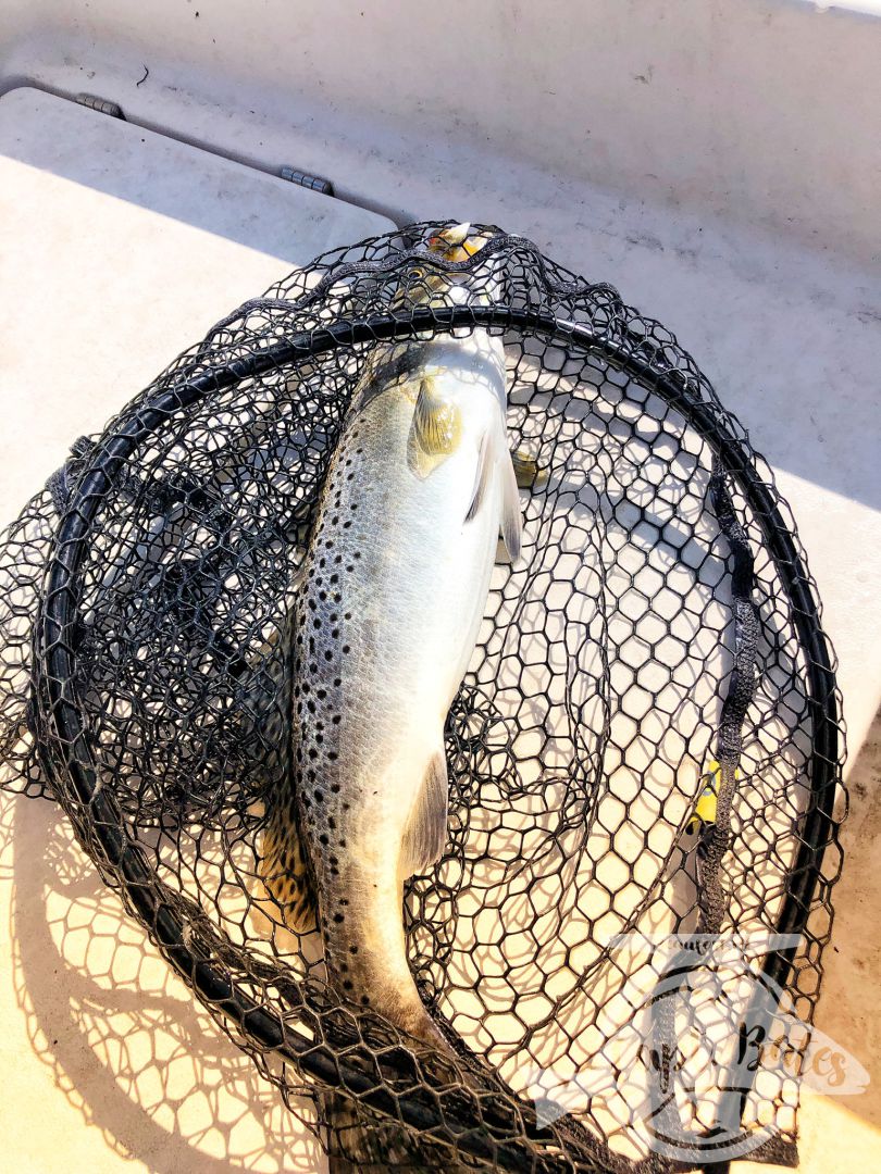 Solo scouting trip paid off with some big speckled trout, well not solo, had my 4 legged mate Roxy along. She might love trout fishing as much as I do! 

Little warmer and cloudy early made throwing topwater feel right, working the bait a little slower and it worked! Many fish over 21”!