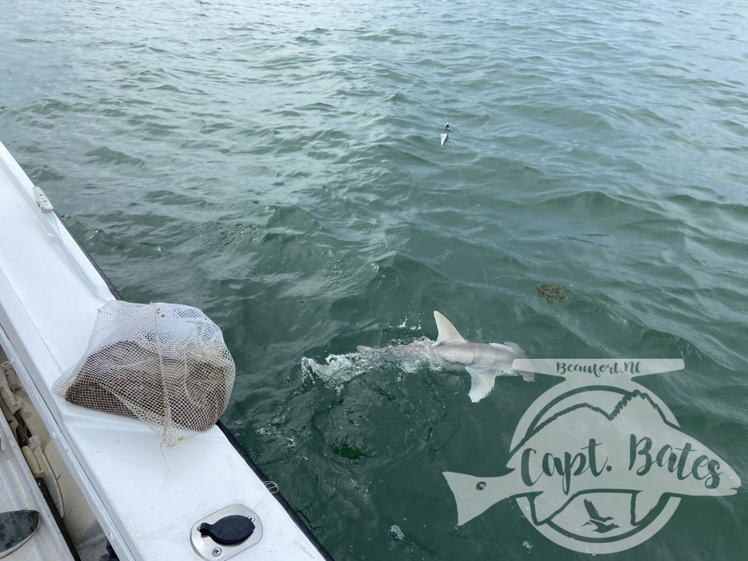 This mother and son wanted sharks and they stayed battling toothy critters all evening! A bunch nice blacktips, hammerhead, and sharp nose.