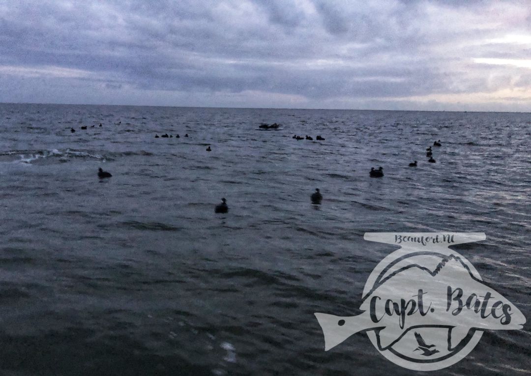 Great day with these guys, first time one of them had ever been in a layout. Conditions allowed us to get on the X, and the birds put on a show that few hunters ever get to witness with seaducks! The shear number of birds in the area was incredible!