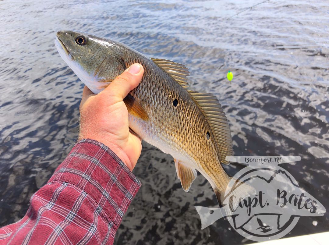 Have a had a ton of fun with a great client and friend, unfortunately the wind the last 3 days has made popping cork for old drum almost impossible. Very limited on the areas we could fish. We made the best of it with lots of laughs, and a Neuse river slam today for Mr Faber. 

It’s easy to get frustrated on days like this, but there’s nothing we can do to change the weather so we roll with the punches, have a good time, and appreciate the better days!