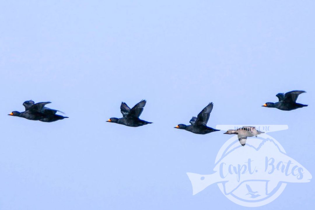 Fun morning scouting out some different birds today with some other great captains, guides day off equals we don’t hunt the same pattern we been on, we find new ones.
 
We found what we needed and had a blast! Had to spray the boat out from all 