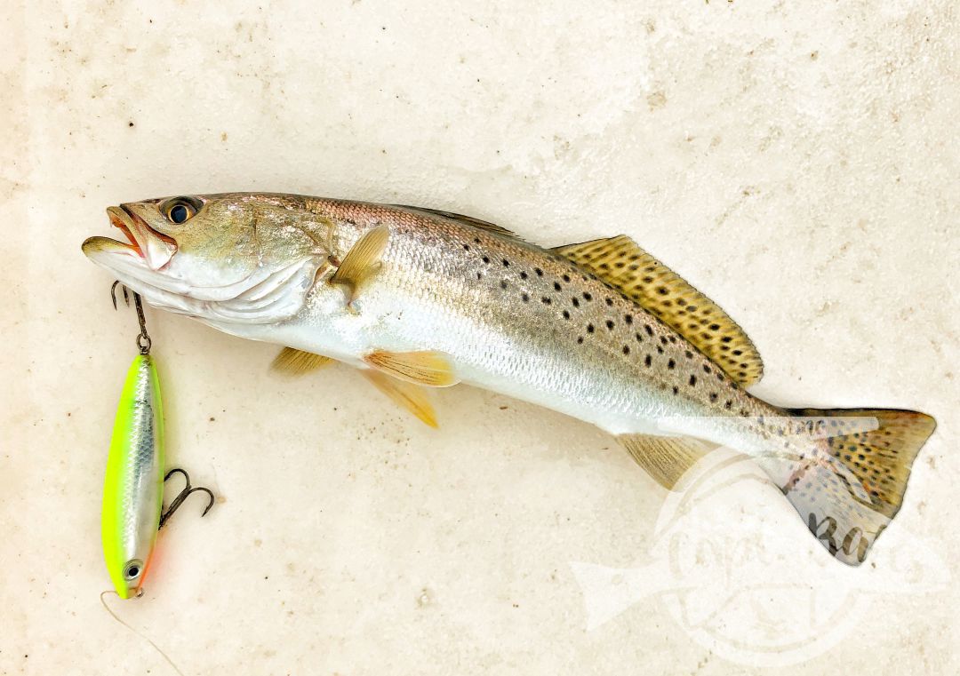 Rescheduled a fly trip today on account of the weather, so took Buddy and My father in law out scouting some new areas today. Found some fish in the rain this big cold front pushed in.