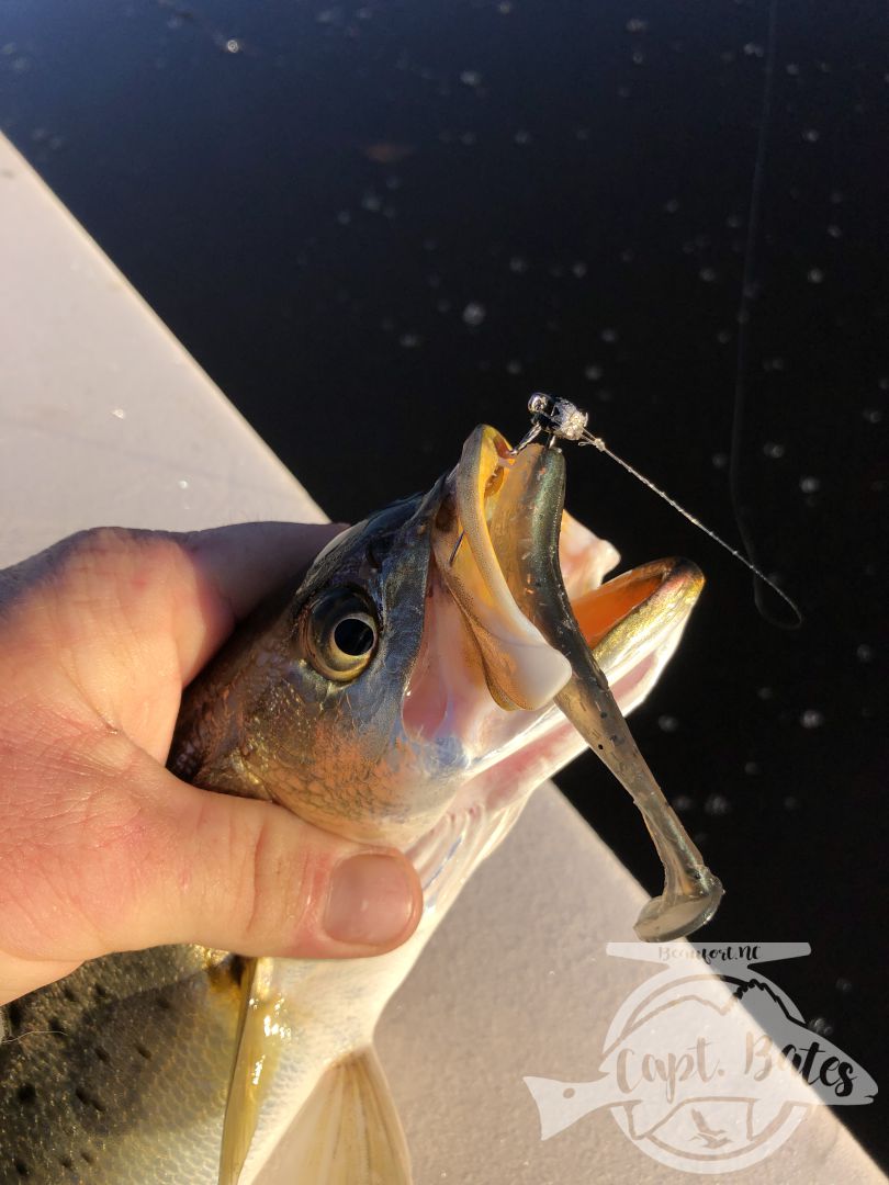 Great bite early on the hogs with Buddy and big Joe! Cold and post cold front conditions but the fish were chewing! Nice fat specks and 2 tagged redfish. Tough conditions and a different technique then we’d been fishing but being able to read the water, conditions, and what the fish want make things fun! 