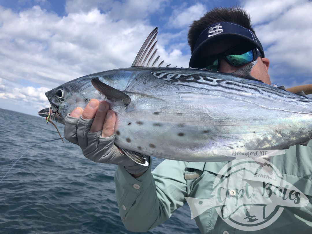 Nick and Greg got to see some of the best action we’ve had albie fishing around Cape Lookout all year! 

Fish were on baitballs and eating well! 

Nick caught his first albies ever! And Greg got his first ones ever on the fly rod!

I love seeing the excitement anglers show when they witness the mayhem this fish create when they are feeding good! This fishing never gets old to me and still get wound up seeing guys connect!