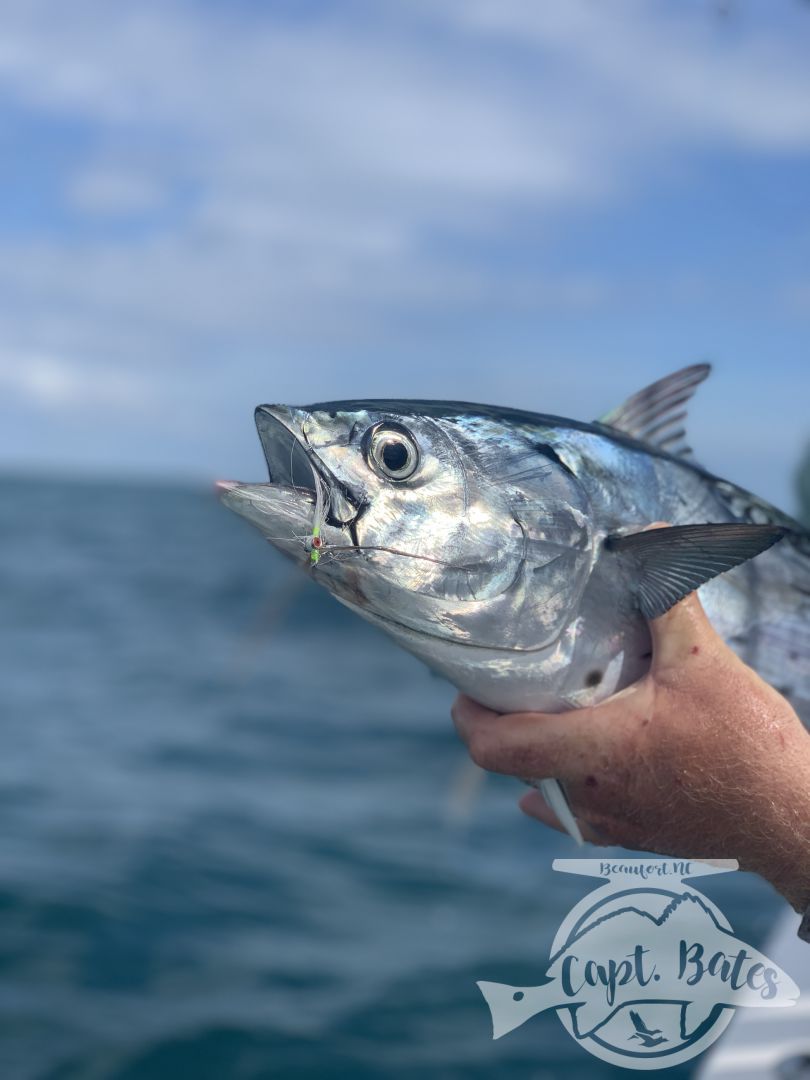 Nick and Greg got to see some of the best action we’ve had albie fishing around Cape Lookout all year! 

Fish were on baitballs and eating well! 

Nick caught his first albies ever! And Greg got his first ones ever on the fly rod!

I love seeing the excitement anglers show when they witness the mayhem this fish create when they are feeding good! This fishing never gets old to me and still get wound up seeing guys connect!