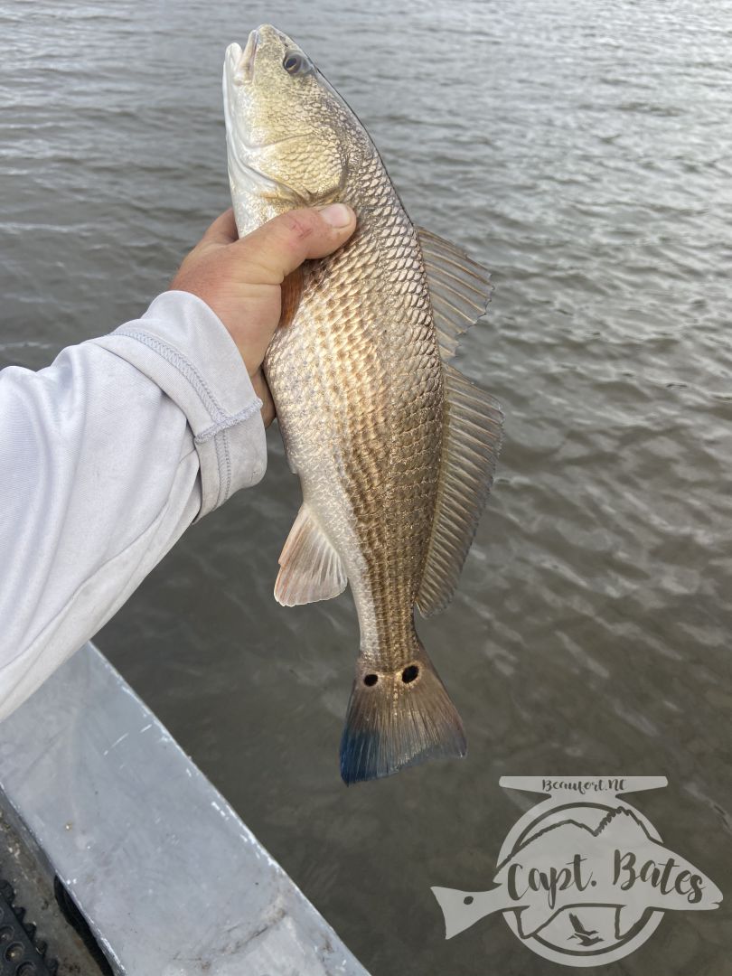 Great morning with fun repeats on some nice schools of slot redfish up to 26”! Casting artificial lures in shallow water. Keeper trout were harder to come by but lots of throwbacks. 