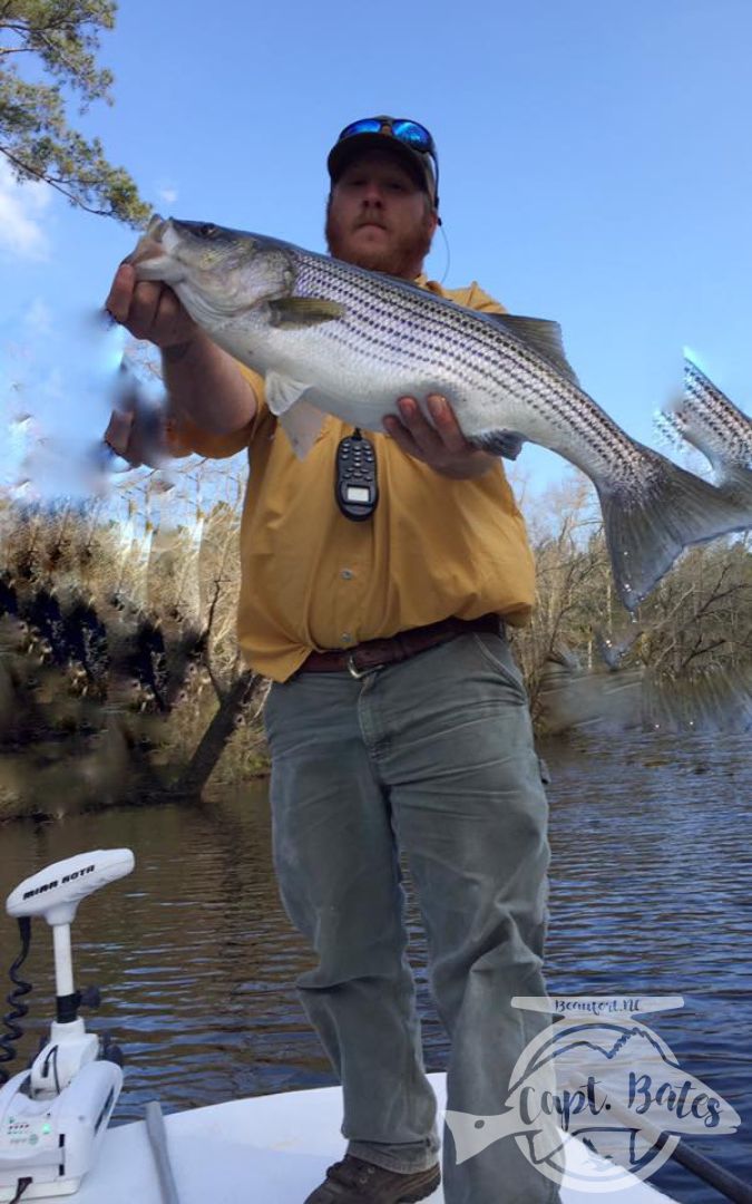 30"+ rockfish in the early spring!