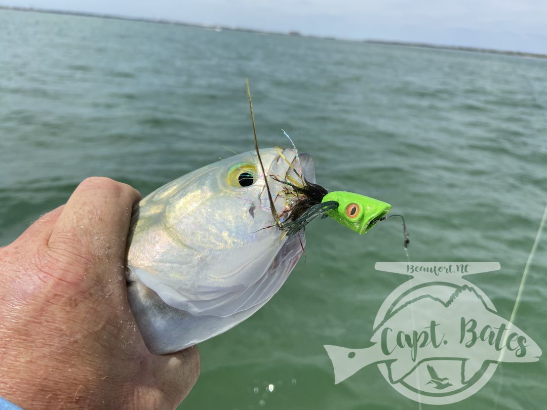 Had a great time showing a fly guy from the Adirondacks some new species and what NC has to offer! Started out slow early but stayed the course and got on a pretty decent Atlantic Bonito sight casting bite. After a handful of good fly eats my man was finally able to check that one off his list. We played with them for a while before deciding to take a ride.

I laid out a few options for him and he said “I just want something that pulls hard” so off to the trawlers we went! He was stoked just to witness the mayhem, after a few nasty eats it was time for battle! 
 
Stopped on the way in and played with some blitzing blues on poppers!

Perfect April day in our neck of the woods!