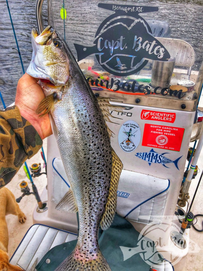 Solo scouting trip paid off with some big speckled trout, well not solo, had my 4 legged mate Roxy along. She might love trout fishing as much as I do! 

Little warmer and cloudy early made throwing topwater feel right, working the bait a little slower and it worked! Many fish over 21”!