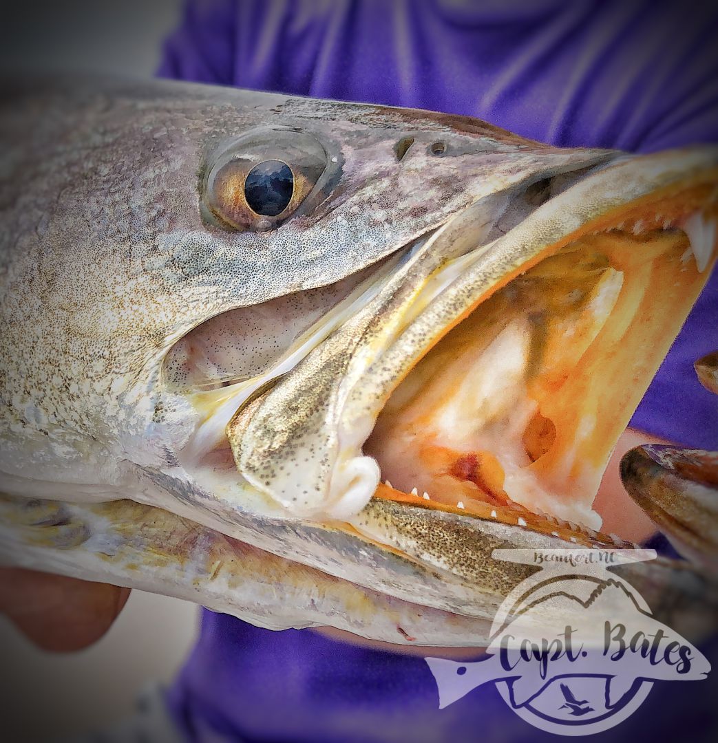 Great day fishing with this crowd today! Dad and the oldest have duck hunted with me in the past, momma and the youngest joined us for some inshore fun! The fish cooperated with one stud caught by Lucas on topwater, I taught him how to walk the dog and he reaped the reward! We decided to mainly trout fish instead of big drum fishing to keep the youngins interested, we caught speckled trout, puppy drum, and flounder!