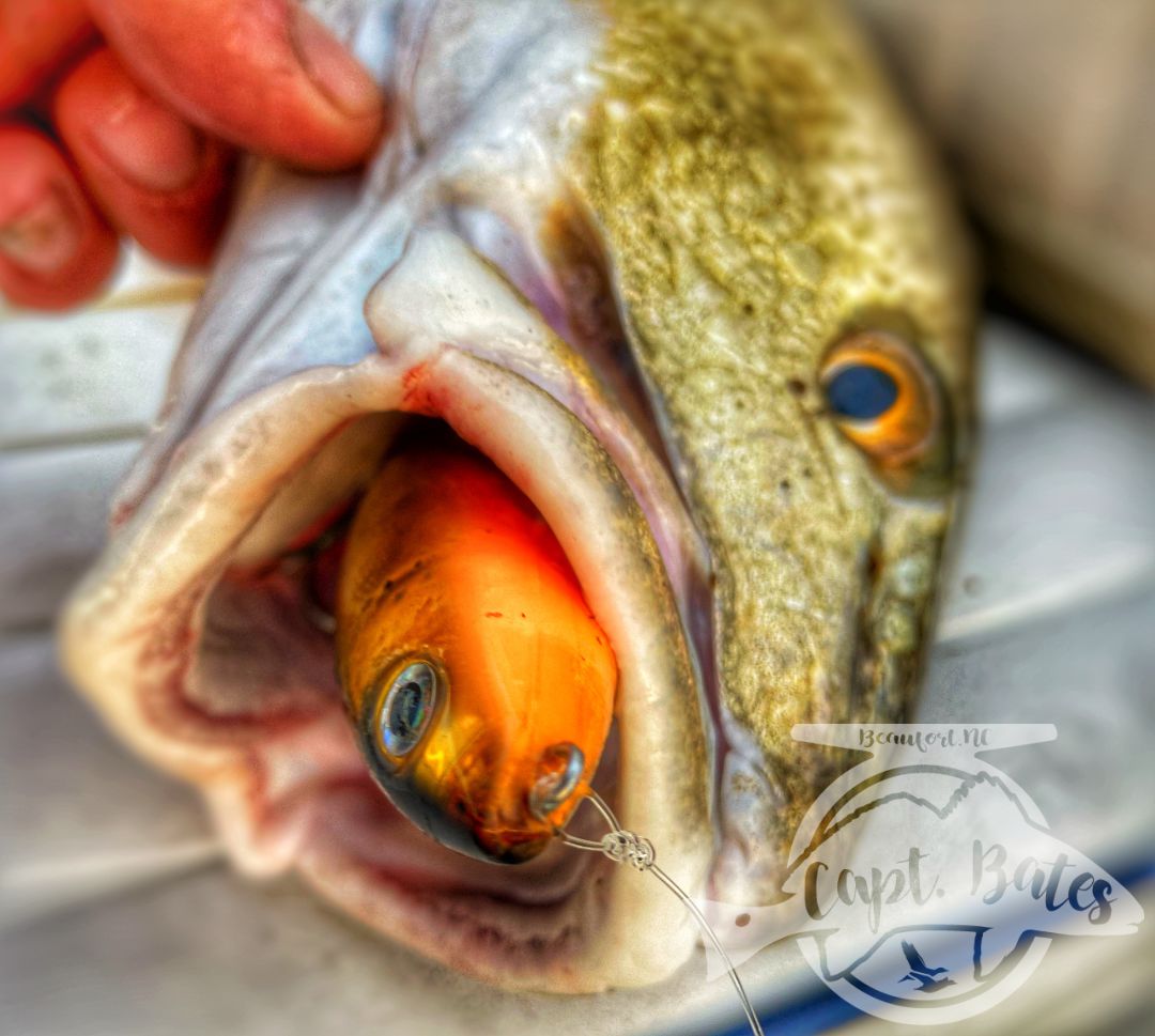 I don’t fish much by myself any more, but I got to today so I Checked out some areas I haven’t been to for a long time and some I’ve never fished. It’s easy to get in a grind and forget what we love about fishing, today was a great refresher for me. I love to learn and explore, oh and catching nice slot fish isn’t to bad either!