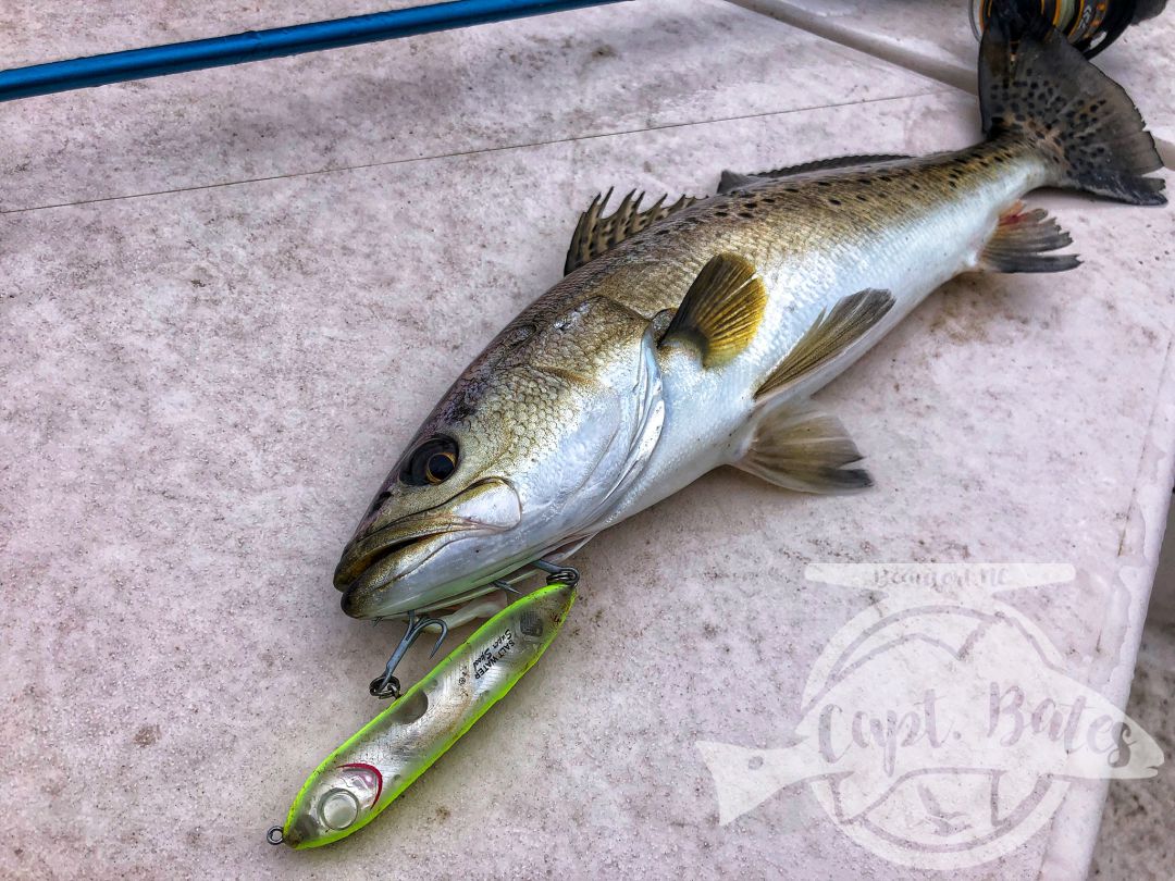 Solo scouting trip paid off with some big speckled trout, well not solo, had my 4 legged mate Roxy along. She might love trout fishing as much as I do! 

Little warmer and cloudy early made throwing topwater feel right, working the bait a little slower and it worked! Many fish over 21”!