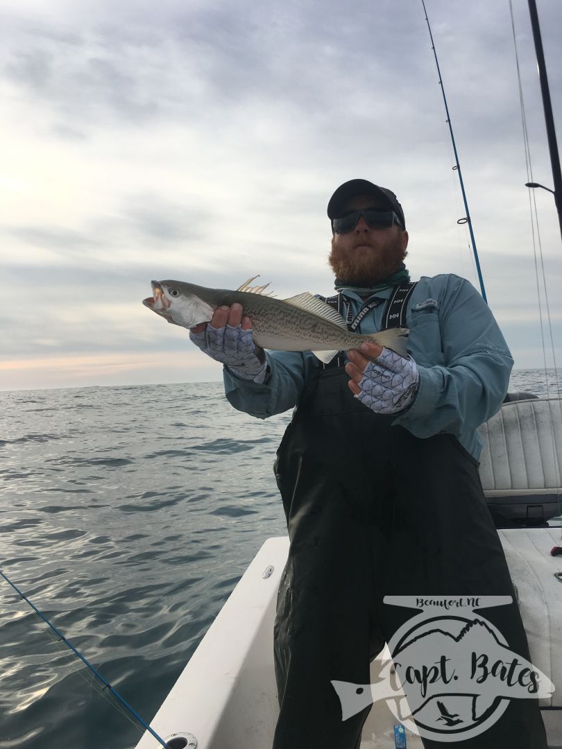 Vertical jigging hungry gray trout in 50' of water is a blast!!