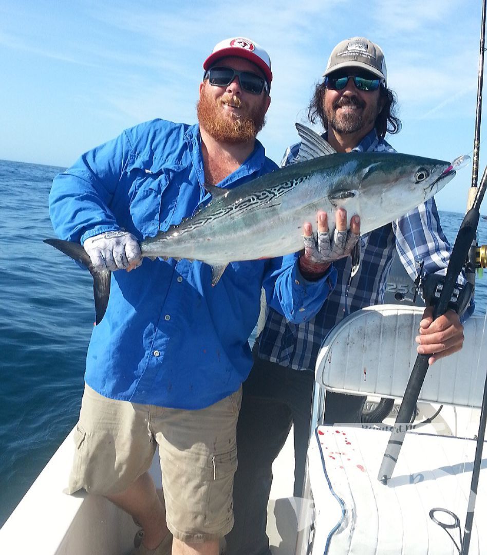 Huge false albacore! Have you figured out I love these fish?!