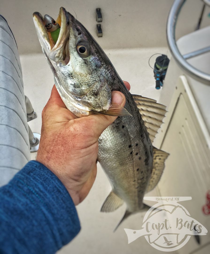 Storm searchbait engulfed by a fat winter spec