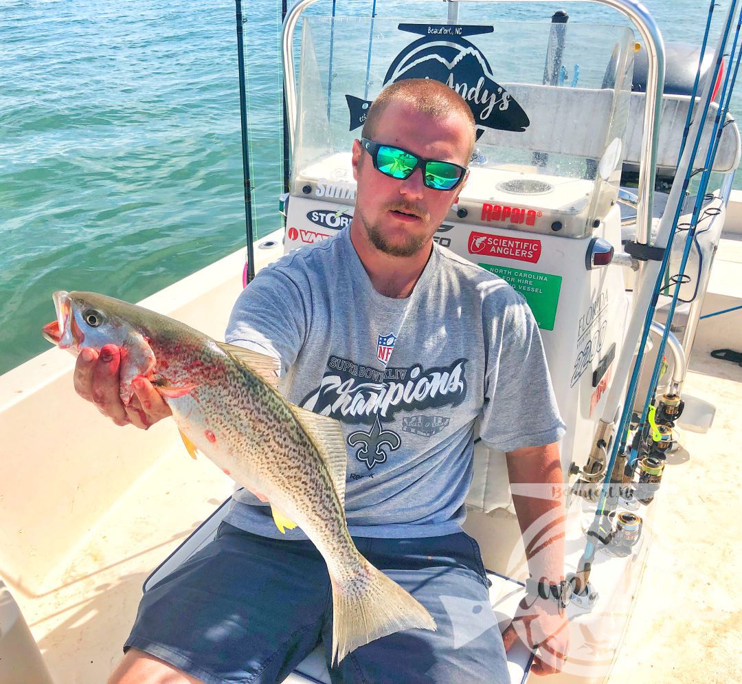 Pretty gray trout vertical jigging