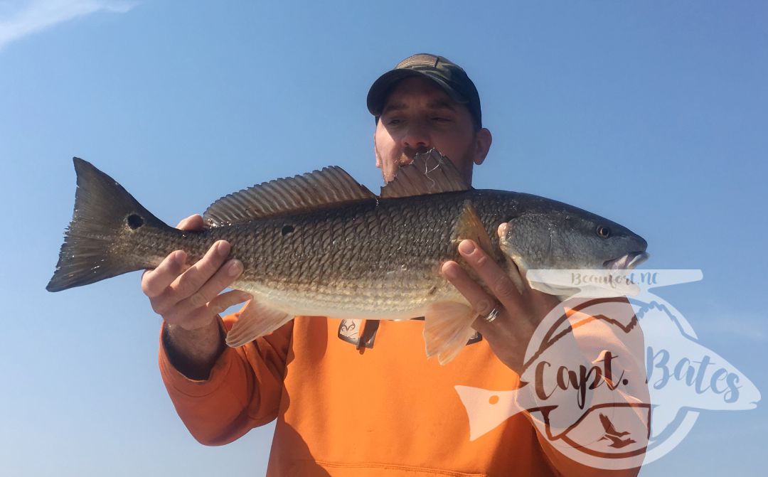 Topwater redfish mixed in with trout and striped bass! Cant beat fishing the wood around New Bern!