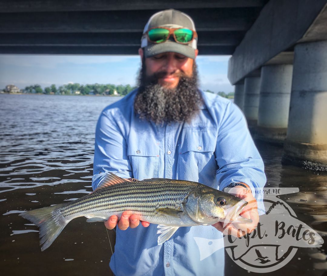 Summer time fun with the bearded wonder catching rockfish on topwater in New Bern North Carolina.