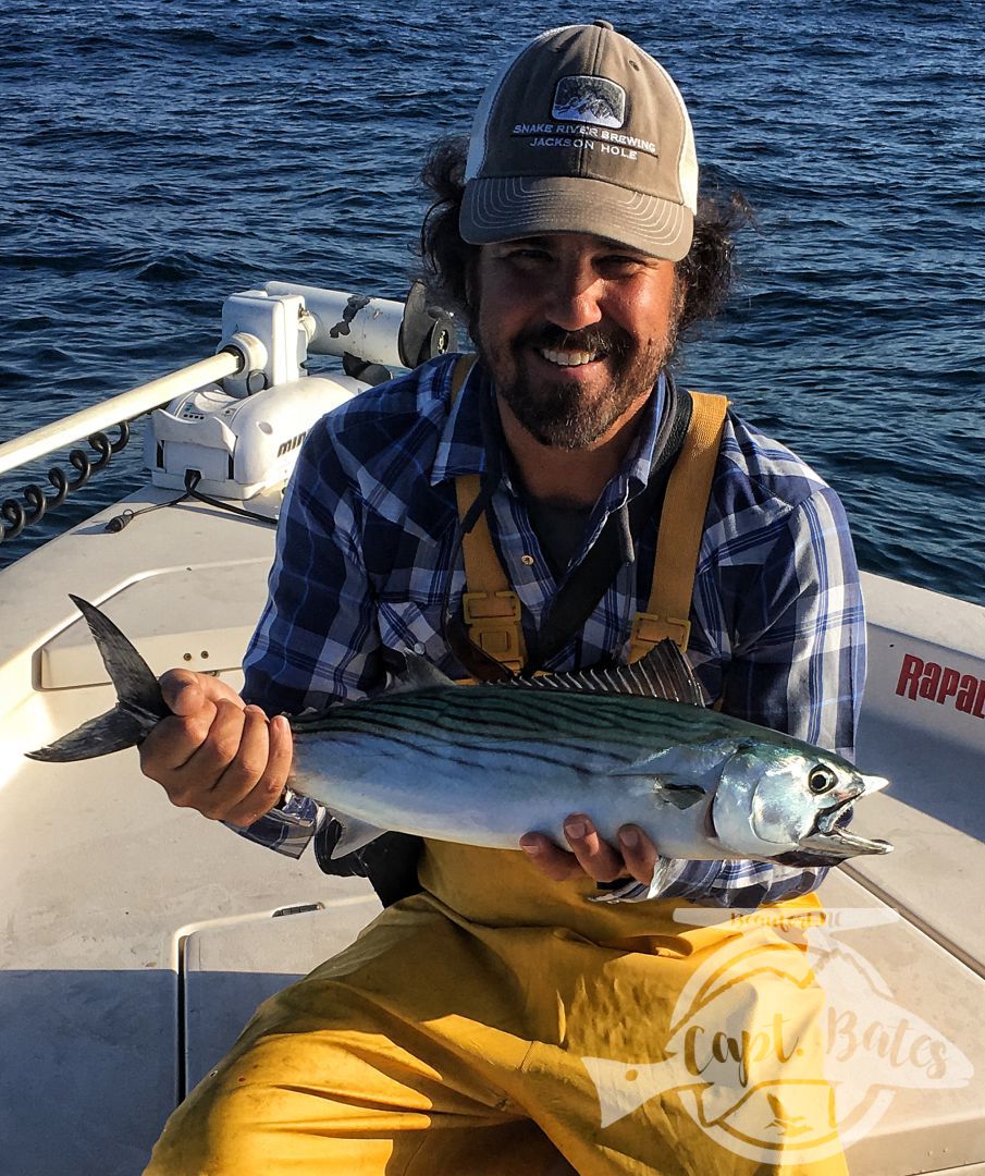 If he can eat you, you can eat him!! Teeth equals Bonito, No teeth equals false albacore!